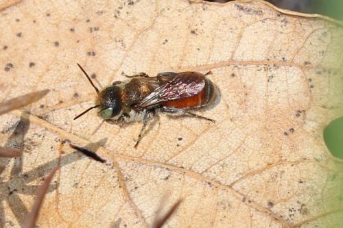 Réf. 251 714 : Osmia andrenoides
